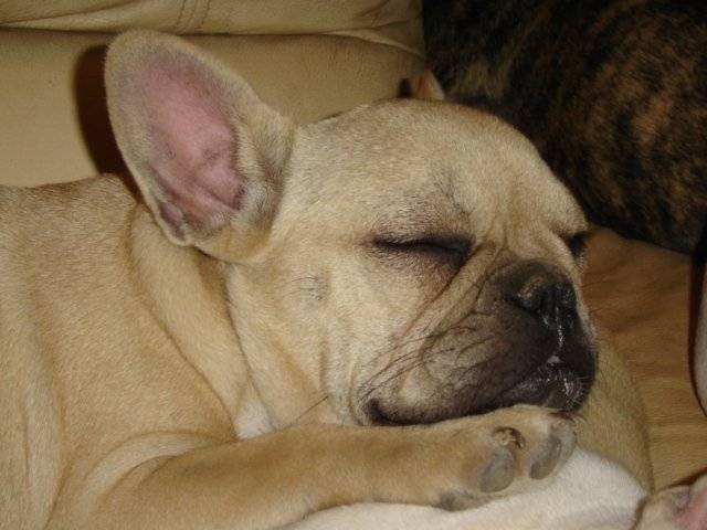 boothya bull de sabres - bouledogue francais - Bouledogue Français