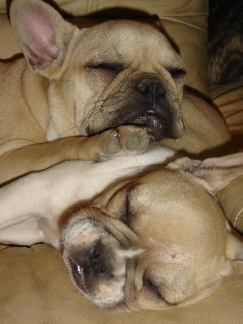 brytget et boothya bull de sabres - bouledogue francais - Bouledogue Français