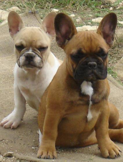 barber bull de sabres - bouledogue francais - Bouledogue Français