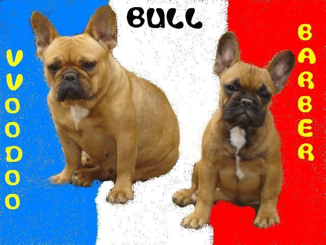 vvoodoo bull de sabres - bouledogue francais - Bouledogue Français