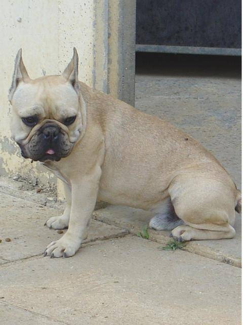 BOULEDOGUE FRANCAIS - Bouledogue Français
