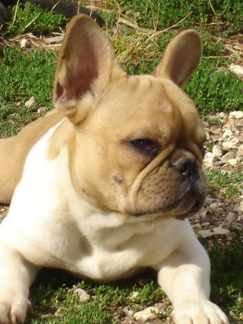 belooga bull de sabres - bouledogue francais - Bouledogue Français