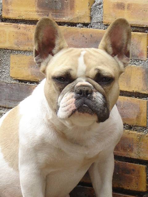VAMP BULL DE SABRES - bouledogue francais - Bouledogue Français