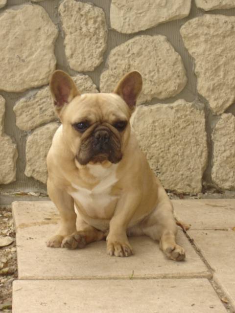 RIC RAC - bouledogue francais - Bouledogue Français
