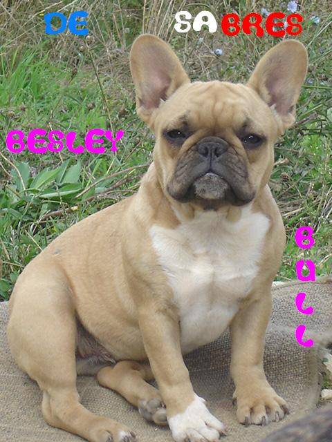 besley bull de sabres - bouledogue francais - Bouledogue Français