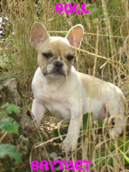 brytget bull de sabres - bouledogue francais - Bouledogue Français
