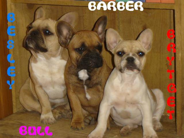 barber bull de sabres - bouledogue francais - Bouledogue Français