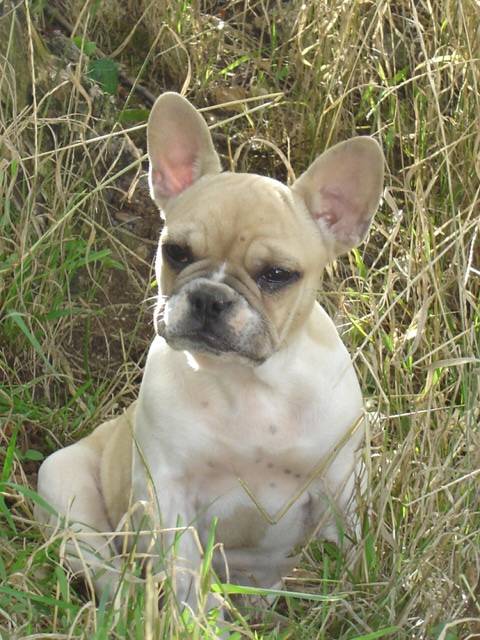 brytget bull de sabres - bouledogue francais - Bouledogue Français