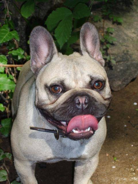 bouledogue français - Vénus - Bouledogue Français
