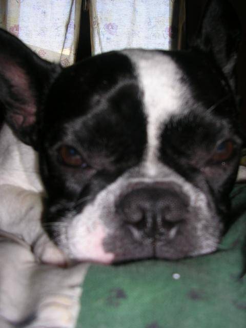 vanie bouledogue français - Bouledogue Français