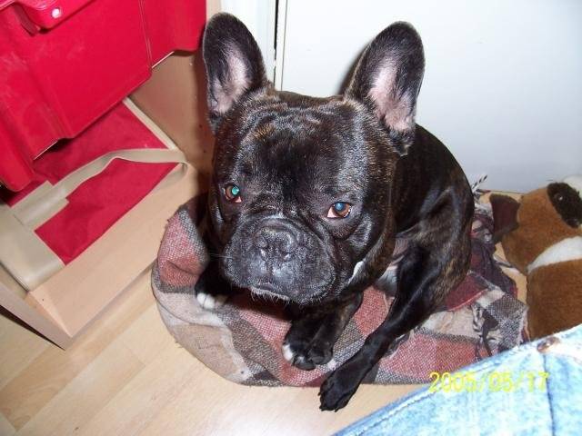 Bouledogue Français - Bouledogue Français