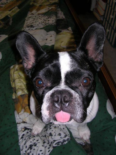 vanie bouledogue français - Bouledogue Français