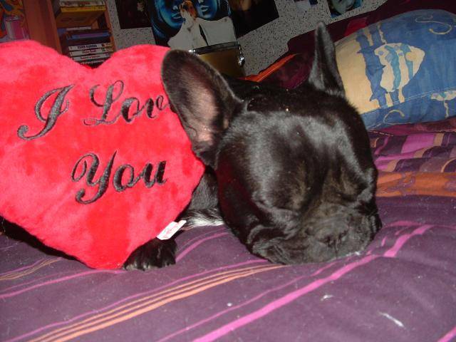 bouledogue francais vanille - Bouledogue Français