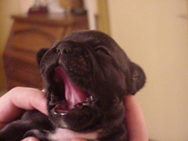 bouledogue francais vanille - Bouledogue Français