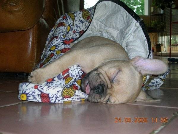 Bahia - Bouledogue Français - Bouledogue Français