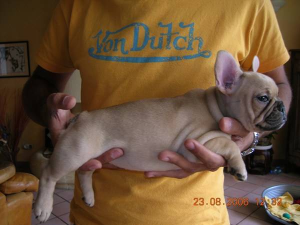 Bahia - Bouledogue Français - Bouledogue Français