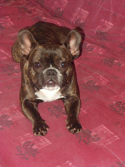 BOULEDOGUE FRANCAIS ATHENA - Bouledogue Français