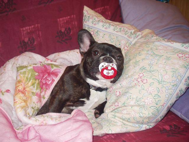 BOULEDOGUE FRANCAIS ATHENA - Bouledogue Français