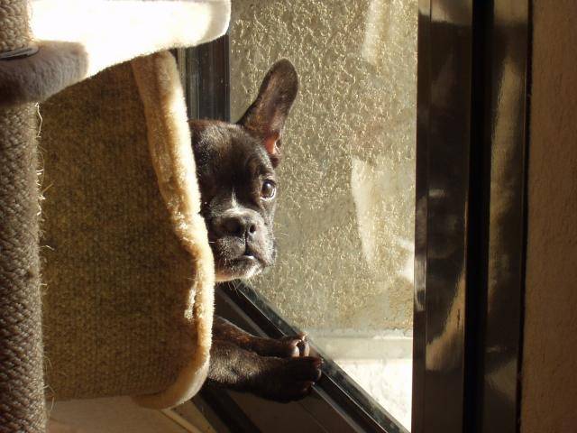 bouledogue francais athena - Bouledogue Français