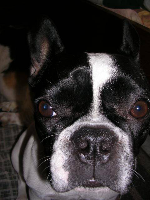 vanie bouledogue français - Bouledogue Français