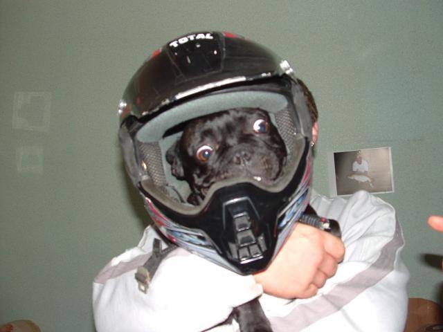 vanille bouledogue francais - Bouledogue Français