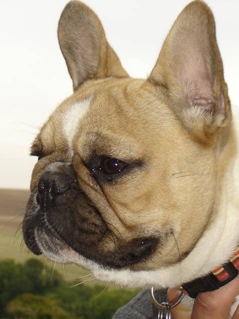 BENTLEY BULL DE SABRES - bouledogue francais - Bouledogue Français