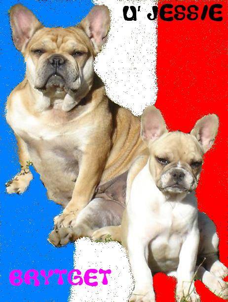brytget bull de sabres - bouledogue francais - Bouledogue Français