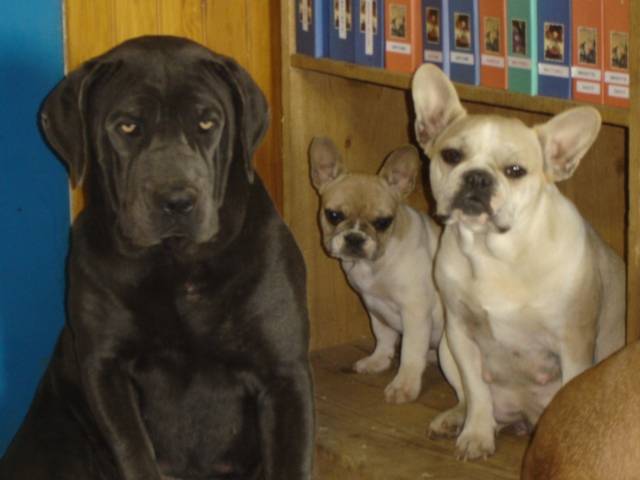 amour, apryl, brytget - bouledogue francais - Bouledogue Français