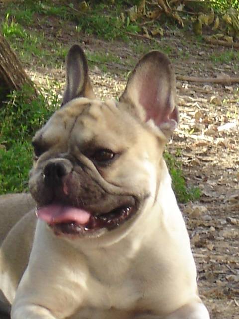 ANATOL BULL DE SABRES - bouledogue francais - Bouledogue Français