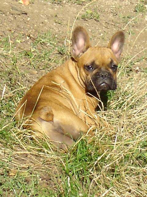 barber bull de sabres - bouledogue francais - Bouledogue Français