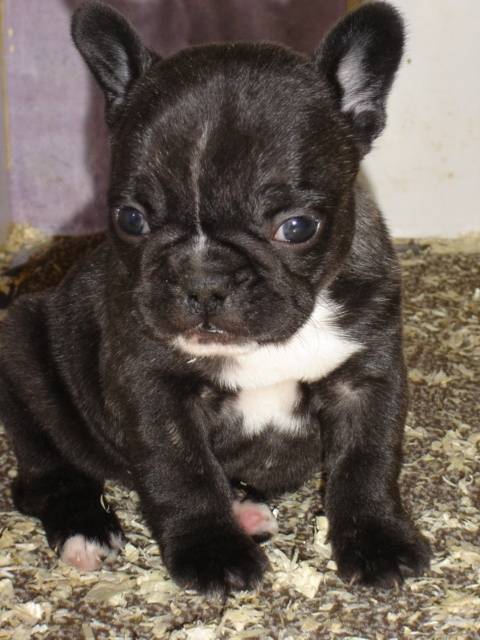 baya bull de sabres - bouledogue francais - Bouledogue Français