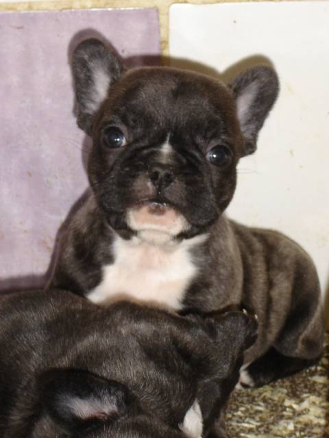benjy bull de sabres - bouledogue francais - Bouledogue Français