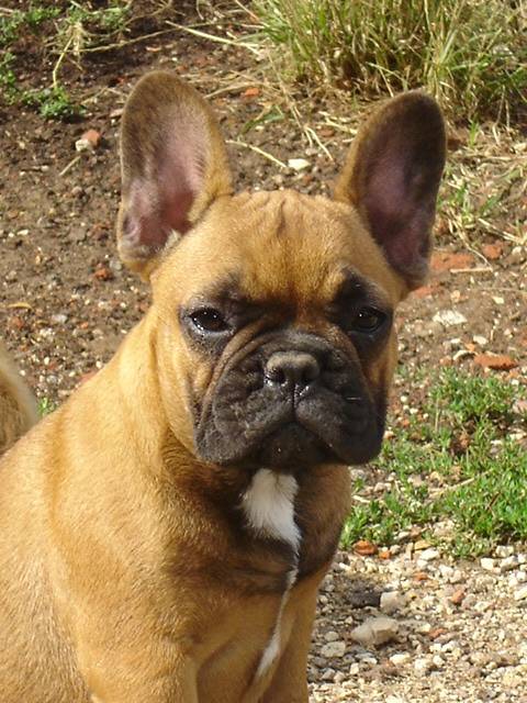 barber bull de sabres - bouledogue francais - Bouledogue Français