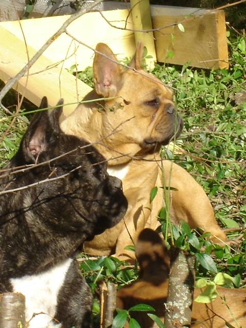 vvoodooo et u'mya bull de sabres - bouledogue francais - Bouledogue Français