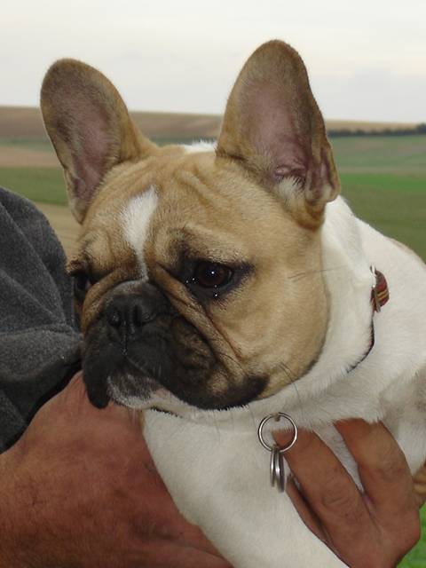 BENTLEY BULL DE SABRES - bouledogue francais - Bouledogue Français