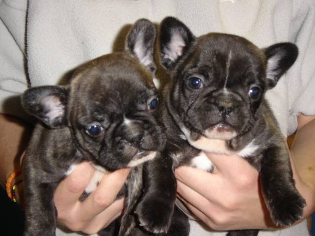 baya et benjy bull de sabres - bouledogue francais - Bouledogue Français