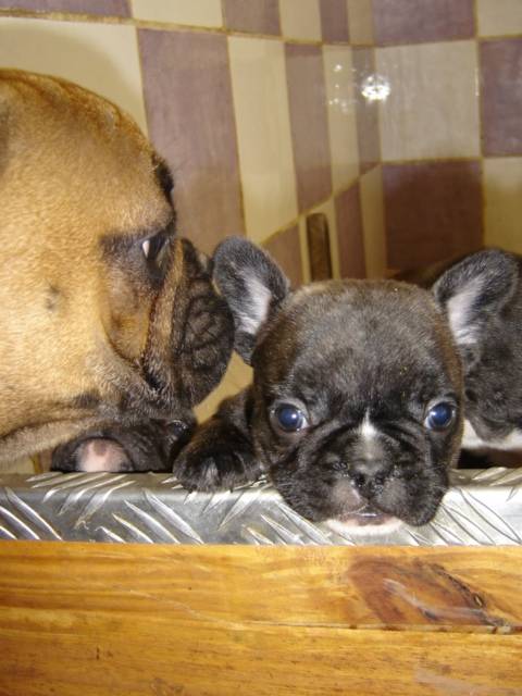 barber bull de sabres - bouledogue francais - Bouledogue Français