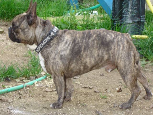 snyper bull de sabres - bouledogue francais - Bouledogue Français