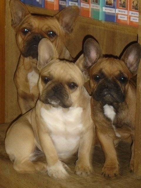 barber bull de sabres - bouledogue francais - Bouledogue Français
