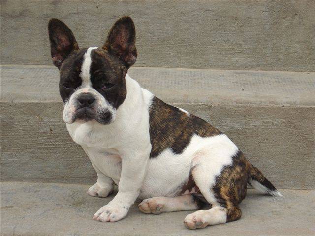 bikiny bull de sabres - bouledogue francais - Bouledogue Français