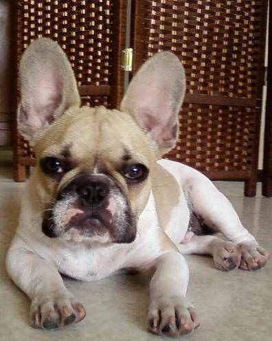 bootch bull de sabres - bouledogue francais - Bouledogue Français