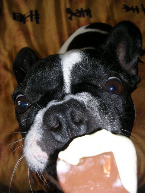 vanie bouledogue français - Bouledogue Français