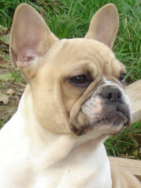 brytget bull de sabres - bouledogue francais - Bouledogue Français