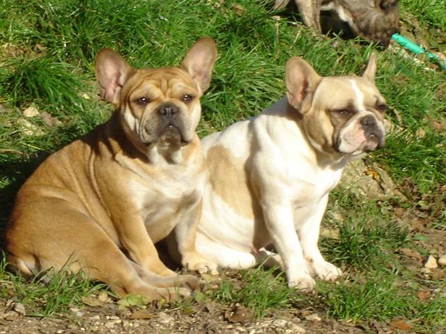 VAMP BULL DE SABRES - bouledogue francais - Bouledogue Français