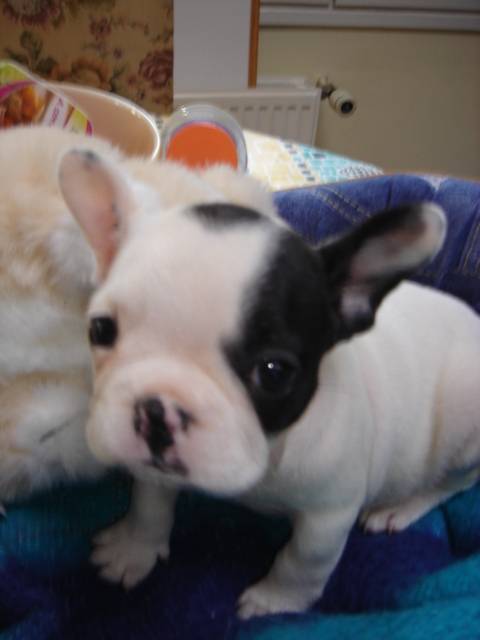 bouledogue français BETTY - Bouledogue Français