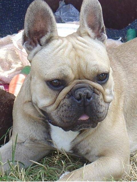 BOULEDOGUE FRANCAIS - SAILLIE - - Bouledogue Français
