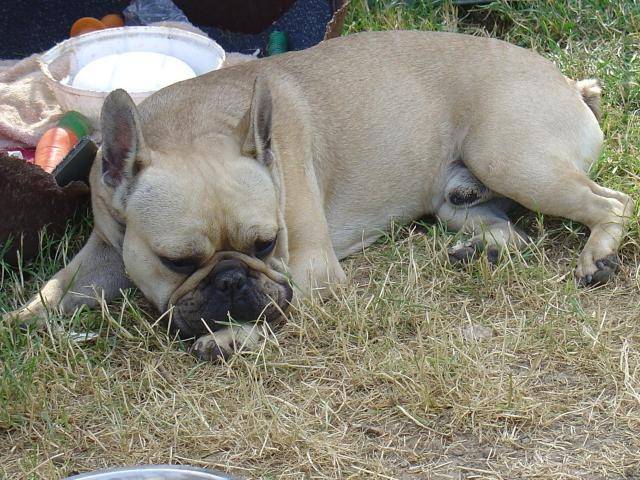 BOULEDOGUE FRANCAIS - SAILLIE - - Bouledogue Français
