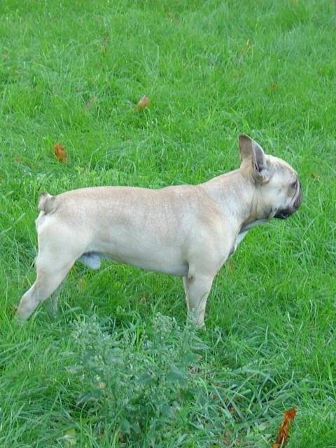 BOULEDOGUE FRANCAIS - SAILLIE - - Bouledogue Français