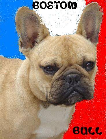 boston bull de sabres - bouledogue francais - Bouledogue Français