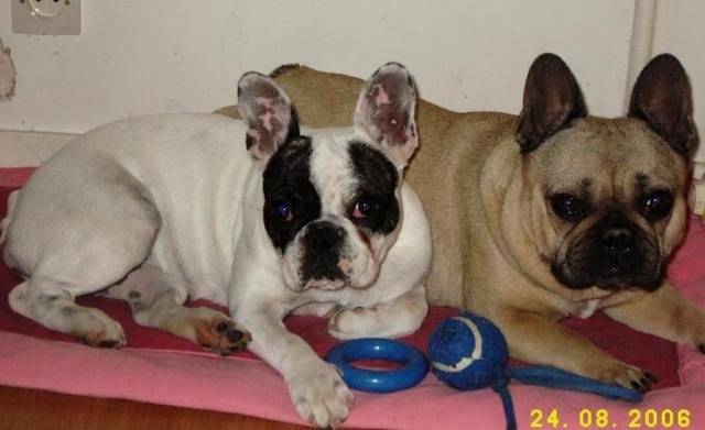 bloody et tygra bull de sabres - BOULEDOGUE FRANCAIS - Bouledogue Français